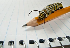 School pest control, Pest services in Ahmedabad