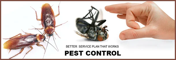 Pest Control Services in Ahmedabad