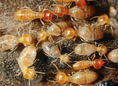 anti termite treatment in ahmedabad, gujarat